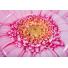 Colchoneta Intex Rosa + Margarita + Palmera + Red de voley + Inflador 25388/8