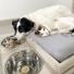 CAMA REBATIBLE PARA MASCOTA CON COMEDERO