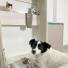 CAMA REBATIBLE PARA MASCOTA CON COMEDERO