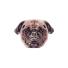 Colchoneta Inflable Intex Perro Pug 173x130cm